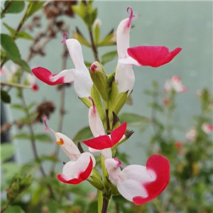 Salvia Microphylla 'Little Kiss'